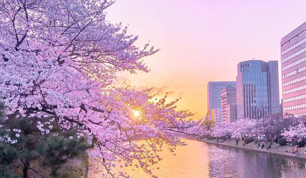 『2019日本櫻花攻略看這邊!』從南到北8大賞櫻名所花期預測大公開