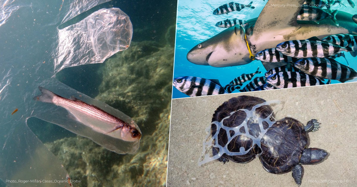 海廢造成海洋生物危機?了解海洋垃圾問題,從日常一起守護海洋永續