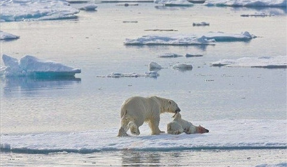 『薄冰上的北極熊』提醒著你我些什麼？_